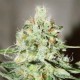 JÄGG KUSH * DELICIOUS SEEDS SATIVA 1 SEME FEM