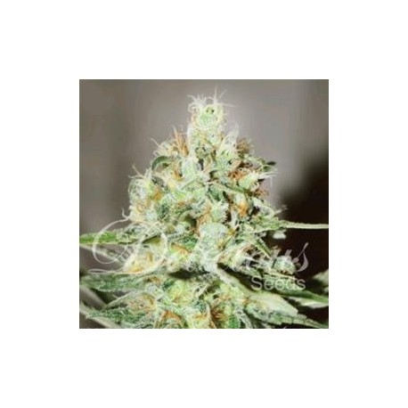 JÄGG KUSH * DELICIOUS SEEDS SATIVA 1 SEME FEM