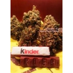 KINDER KUSH * GURU PLANT GENETIK 6 SEMI FEM