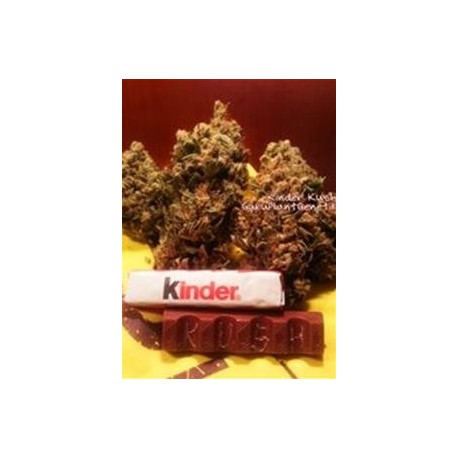 KINDER KUSH * GURU PLANT GENETIK 6 SEMI FEM