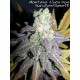 MONTANA CHEM DOG (MCD) * GURU PLANT GENETIK 6 SEMI FEM