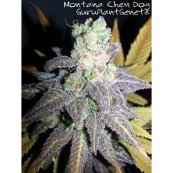 MONTANA CHEM DOG (MCD) * GURU PLANT GENETIK 6 SEMI FEM