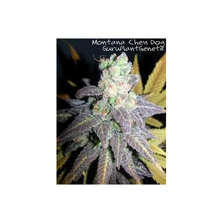 MONTANA CHEM DOG (MCD) * GURU PLANT GENETIK 6 SEMI FEM