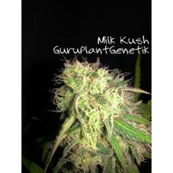 KUSH MILK * GURU PLANT GENETIK 6 SEMI FEM