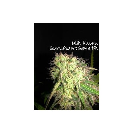 KUSH MILK * GURU PLANT GENETIK 6 SEMI FEM