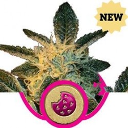 ROYAL COOKIES * ROYAL QUEEN SEEDS 3 SEMI FEM 