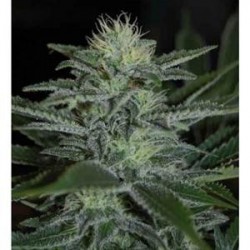 WHITE WIDOW * PYRAMID SEEDS 50 SEMI FEM 