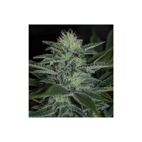 WHITE WIDOW * PYRAMID SEEDS 50 SEMI FEM 