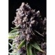 AUTO PURPLE * PYRAMID SEEDS 50 SEMI FEM 