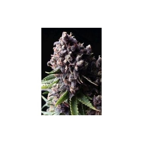 AUTO PURPLE * PYRAMID SEEDS 50 SEMI FEM 