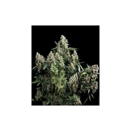 AUTO TUTANKHAMON * PYRAMID SEEDS 50 SEMI FEM 