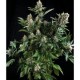 AUTO WHITE WIDOW * PYRAMID SEEDS 50 SEMI FEM