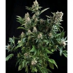 AUTO WHITE WIDOW * PYRAMID SEEDS 50 SEMI FEM