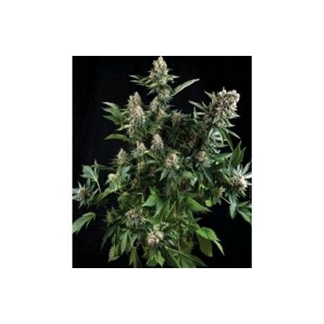 AUTO WHITE WIDOW * PYRAMID SEEDS 50 SEMI FEM