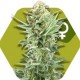 POWER KUSH * ZAMBEZA SEEDS 3 SEMI FEM