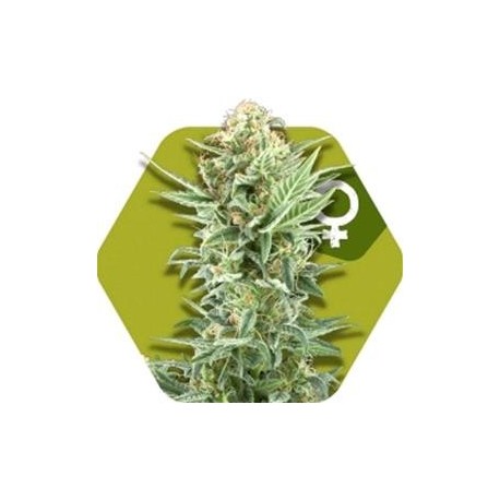 POWER KUSH * ZAMBEZA SEEDS 3 SEMI FEM