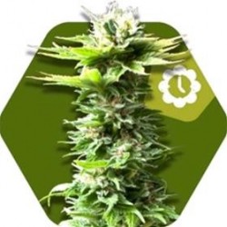 POWER KUSH AUTO * ZAMBEZA SEEDS 3 SEMI FEM