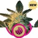 ROYAL COOKIES * ROYAL QUEEN SEEDS 5 SEMI FEM 