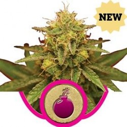 ROYAL DOMINA * ROYAL QUEEN SEEDS 1 SEME FEM 