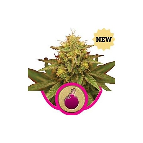 ROYAL DOMINA * ROYAL QUEEN SEEDS 1 SEME FEM 