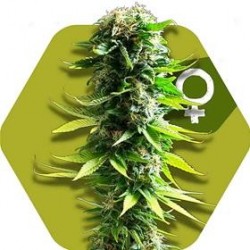 BLUE SPIDER * ZAMBEZA SEEDS 3 SEMI FEM