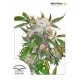 WHITE WIDOW ® * DUTCH PASSION 10 SEMI FEM