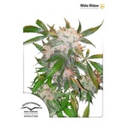 WHITE WIDOW ® * DUTCH PASSION 10 SEMI FEM