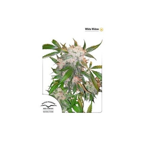 WHITE WIDOW ® * DUTCH PASSION 10 SEMI FEM