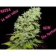 PSICOTROPIC * BIOHAZARD SEEDS 1 SEME FEM 