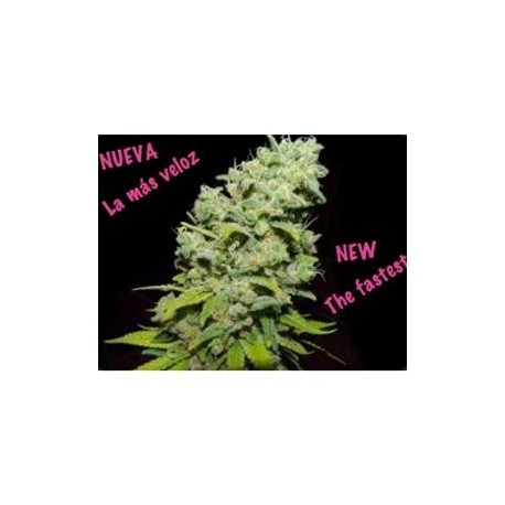 PSICOTROPIC * BIOHAZARD SEEDS 1 SEME FEM 