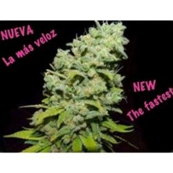 PSICOTROPIC * BIOHAZARD SEEDS 3 SEMI FEM 