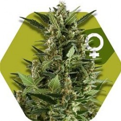 GREEN AK XL* ZAMBEZA SEEDS 5 SEMI FEM