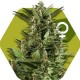 GREEN AK XL* ZAMBEZA SEEDS 3 SEMI FEM