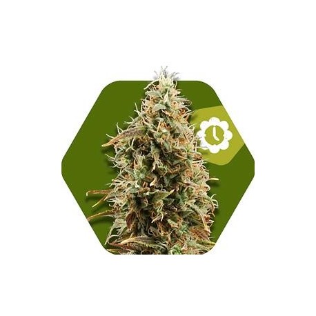 GREEN AK XL AUTO* ZAMBEZA SEEDS 5 SEMI FEM