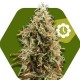 GREEN AK XL AUTO* ZAMBEZA SEEDS 10 SEMI FEM