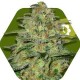 GREEN MONSTER AUTO * ZAMBEZA SEEDS 3 SEMI FEM