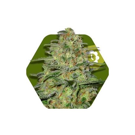 GREEN MONSTER AUTO * ZAMBEZA SEEDS 3 SEMI FEM