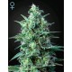 WHITE WIDOW AUTO CBD* GREEN HOUSE FEMINIZED 5 SEMI 