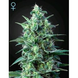 WHITE WIDOW AUTO CBD* GREEN HOUSE FEMINIZED 5 SEMI 