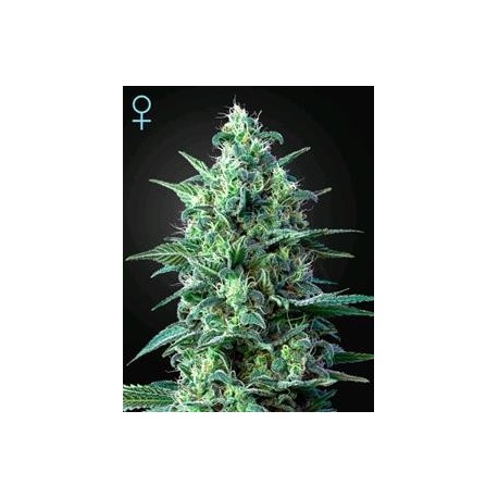 WHITE WIDOW AUTO CBD* GREEN HOUSE FEMINIZED 5 SEMI 