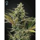 SUPER LEMON HAZE AUTO CBD* GREEN HOUSE FEMINIZED 5 SEMI 