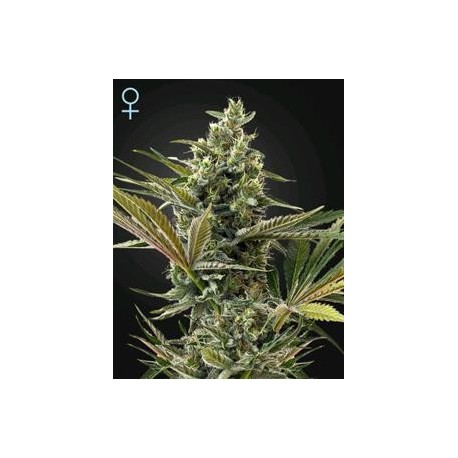 SUPER LEMON HAZE AUTO CBD* GREEN HOUSE FEMINIZED 5 SEMI 