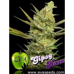 GIPSY HAZE * EVA FEMALE SEEDS 6 SEMI FEM 