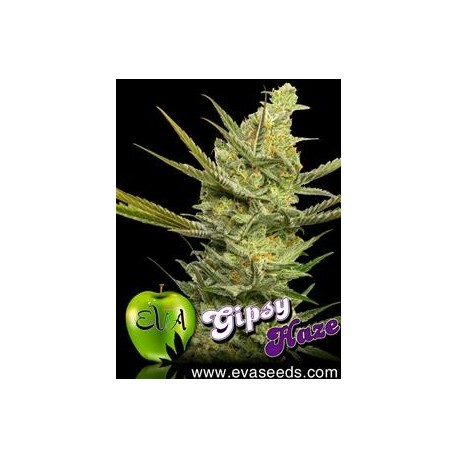 GIPSY HAZE * EVA FEMALE SEEDS 6 SEMI FEM 