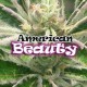 AMERICAN BEAUTY * DR UNDERGROUND 2 SEMI FEM 