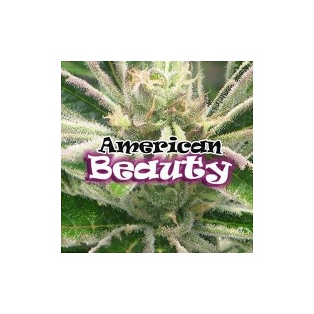 AMERICAN BEAUTY * DR UNDERGROUND 2 SEMI FEM 