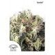 SNOWBUD * DUTCH PASSION 5 SEMI FEM