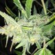 AUTO WHITE WIDOW X BIG BUD * FEMALE SEEDS 10 SEMI FEM 