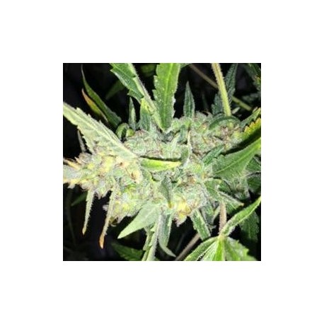 AUTO WHITE WIDOW X BIG BUD * FEMALE SEEDS 10 SEMI FEM 