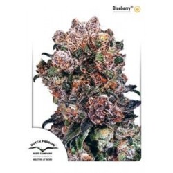 BLUEBERRY ® * DUTCH PASSION 10 SEMI REG